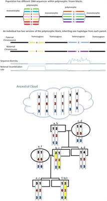 Commentary: Conserved polymorphic sequences protect themselves for future challenges